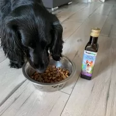 olej dla psa - opinia