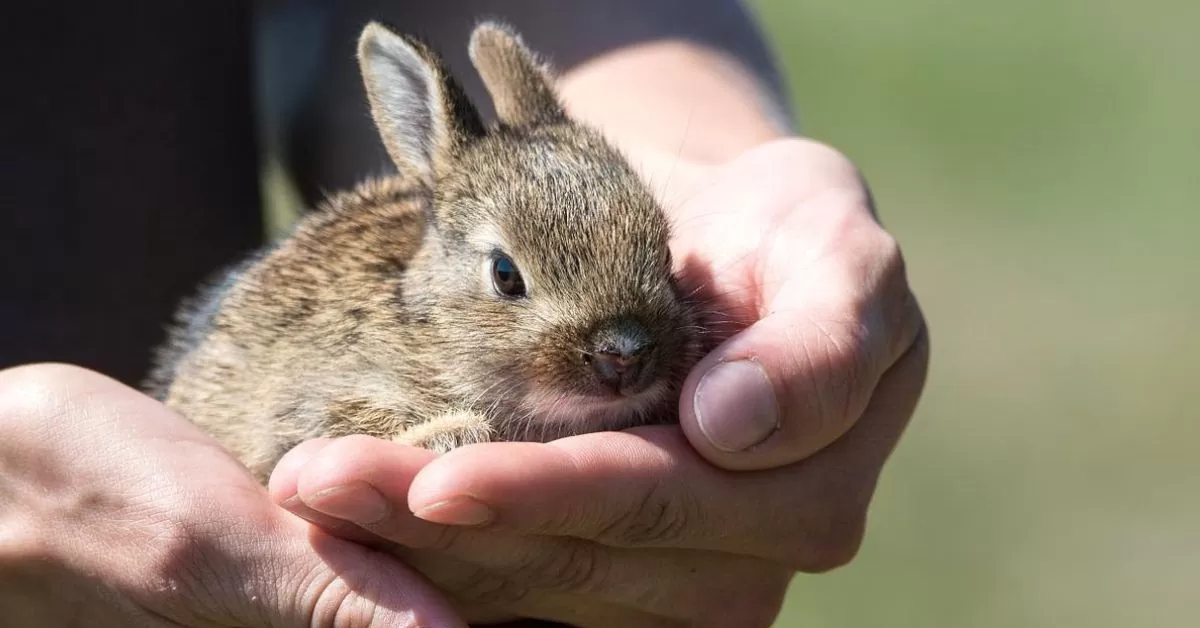 Żywienie młodych świnek morskich i królików
