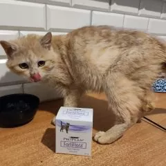 Probiotyk dla kotów PURINA ProPlan FortiFlora i kot PopCorn