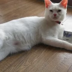 Probiotyk dla kotów PURINA ProPlan FortiFlora i kot Franio