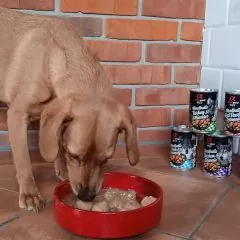 Alpha Spirit Meat Bals mięsne klopsiki