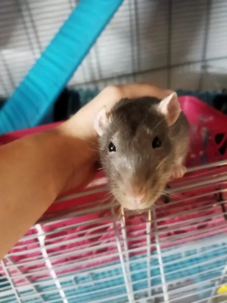 Hotel w Krakowie dla gryzoni i królików