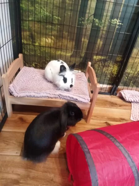 jak wygląda hotel dla gryzoni