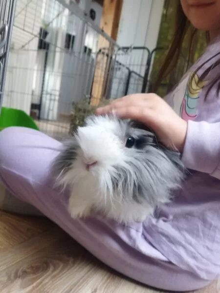 Pączuś hotel dla gryzoni i królików