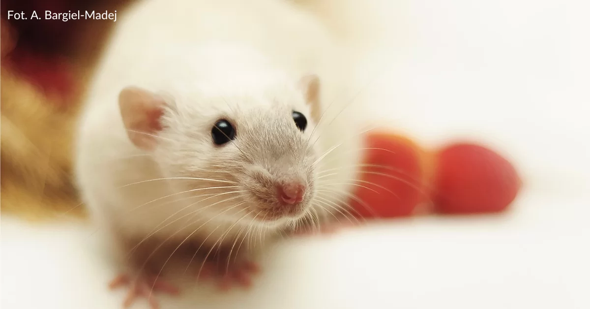 SZCZUR wszystko, co musisz wiedzieć