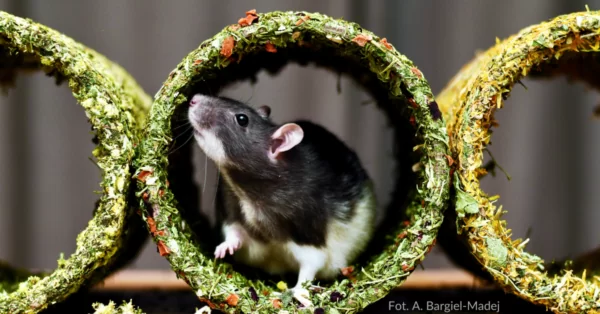 klatka i wybieg dla szczura