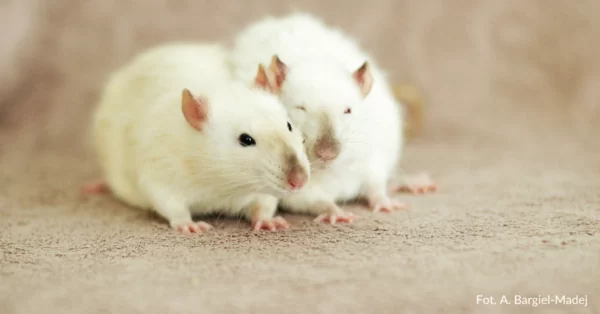 Szczury to zwierzęta stadne