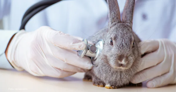 Zatrucia pokarmowe u drobnych ssaków