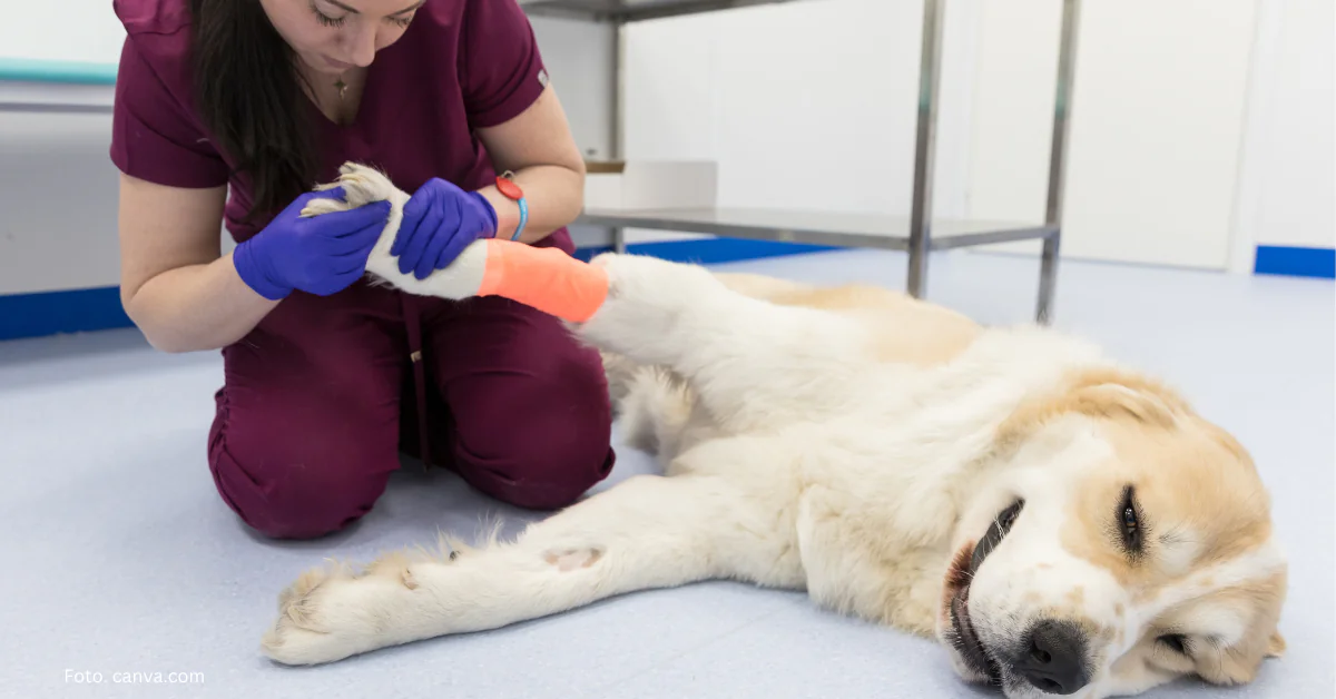 Fizjoterapia i rehabilitacja zwierząt – kiedy są potrzebne?