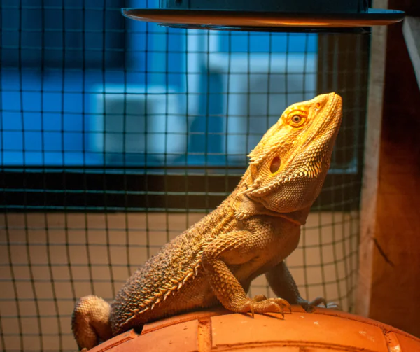 Opieka nad papugami w miesiącach zimowych