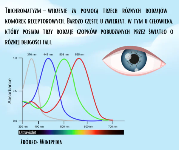 Opieka nad papugami w miesiącach zimowych