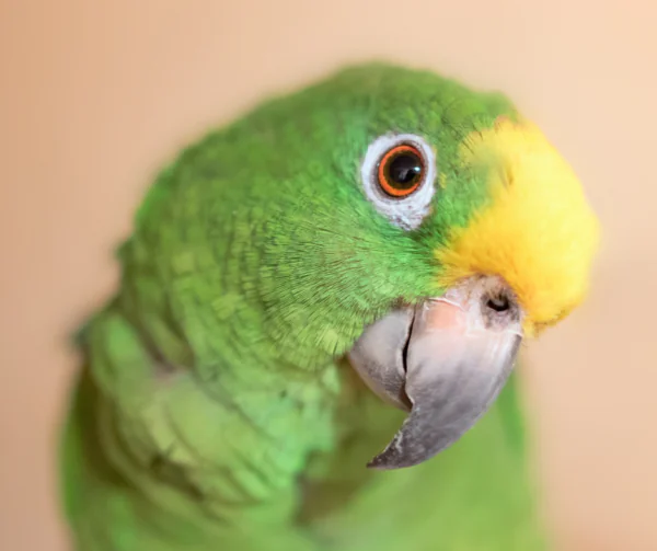 Opieka nad papugami w miesiącach zimowych