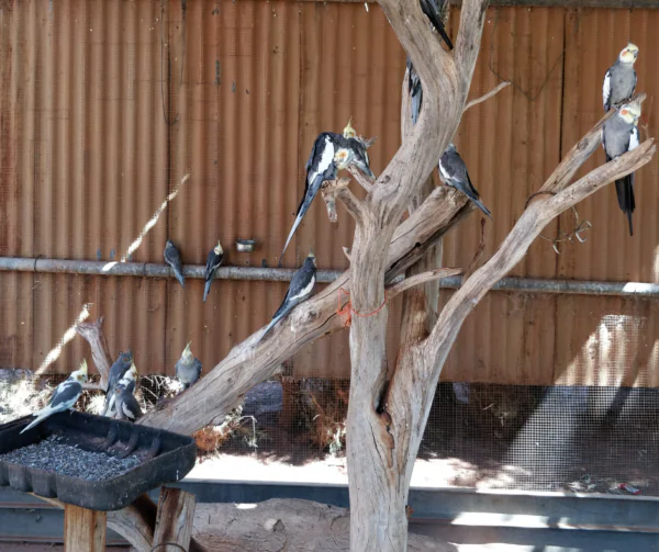 Opieka nad papugami w miesiącach zimowych