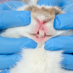 Bomba z opóźnionym zapłonem. Choroby stomatologiczne królików i gryzoni.