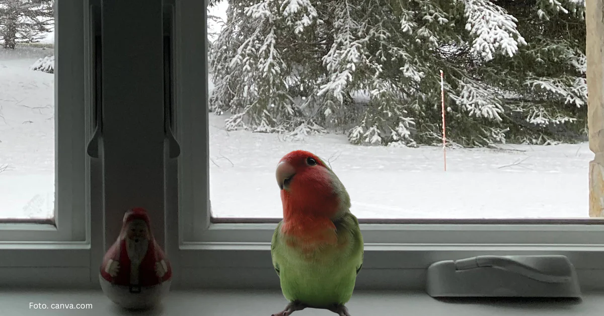 Opieka nad papugami w miesiącach zimowych