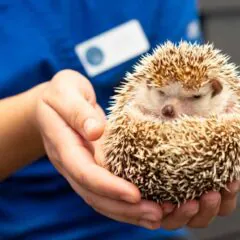 Afrykański jeż pigmejski. Czyli co w jeżu siedzi