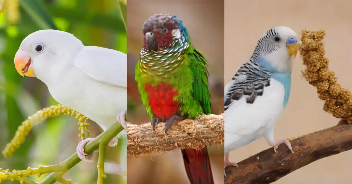 Popularne małe papugi domowe