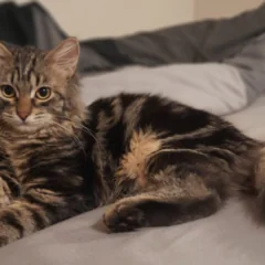 Rozmowa z Panią Małgorzatą – opiekunką kota Aleksandra