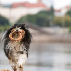 Świat_według_collie.  Marcelina i Bourbon
