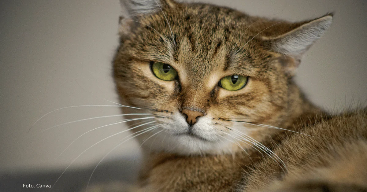 Dlaczego mój kot…? Trudne i nieoczywiste problemy behawioralne kotów