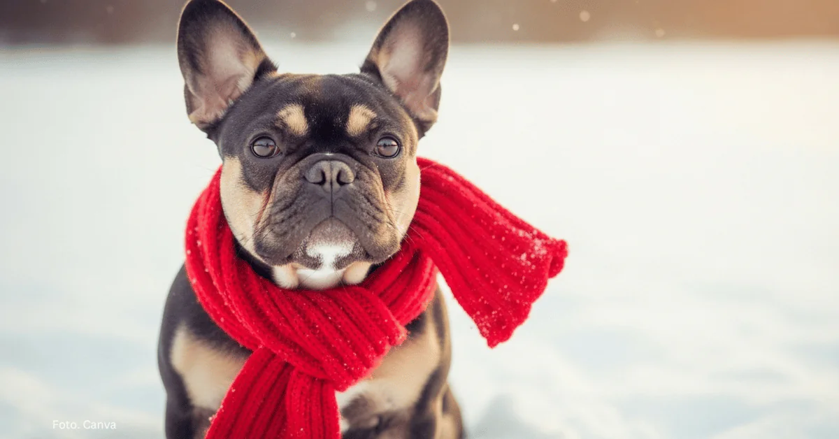 Jak dbać o psa zimą. Ubranie, spacer i ochrona przed zimnem