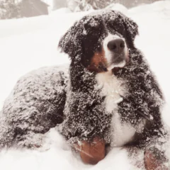 Zimowa pielęgnacja psa