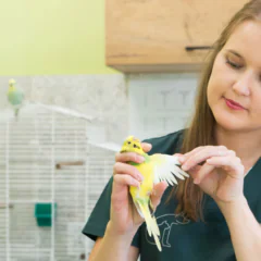 Samookaleczanie papug