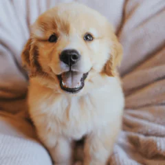 Jak prawidłowo przeprowadzić proces socjalizacji szczeniąt