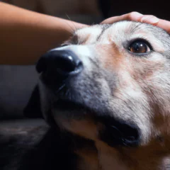 W jaki sposób zwierzęta odczuwają ból