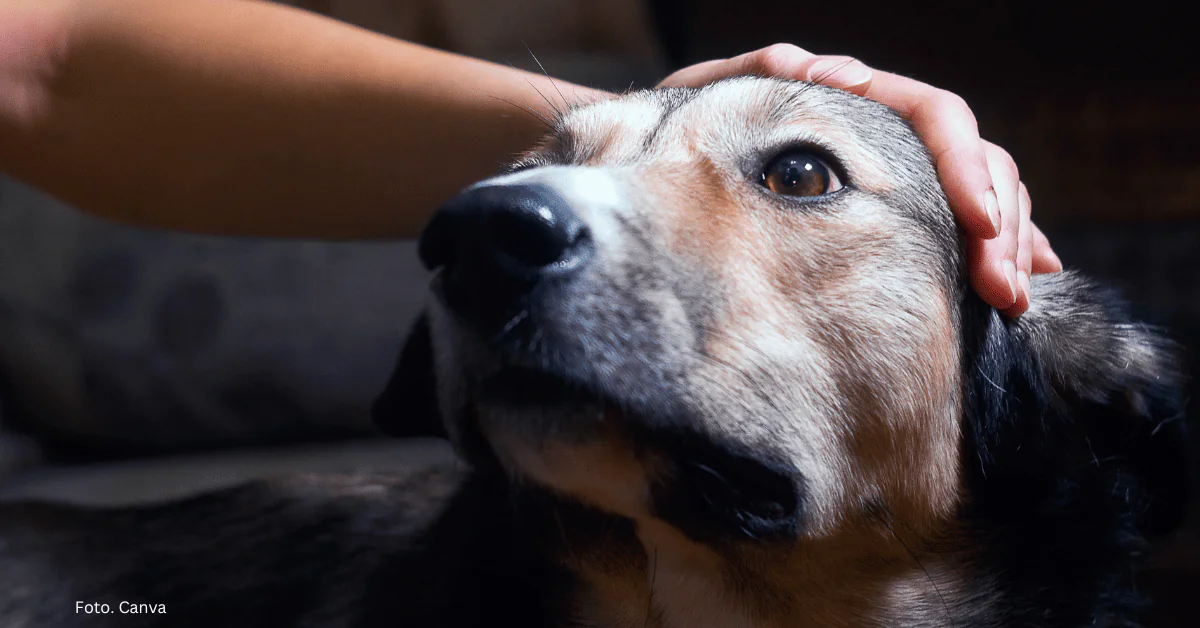 W jaki sposób zwierzęta odczuwają ból