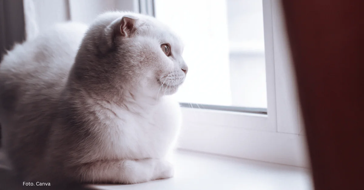 Kot, który „radzi sobie sam”