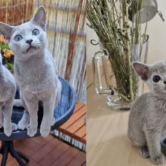 Eleganckie i pełne magii. Koty rosyjskie niebieskie