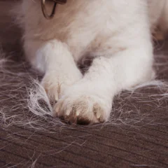 Linienie – przyczyny i pielęgnacja